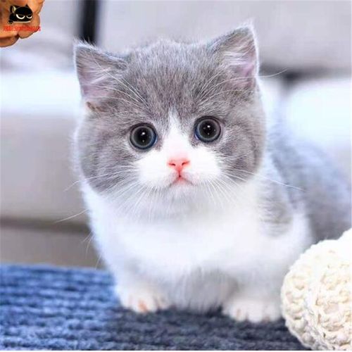 冠聪-纯种短毛猫咪英国蓝白猫活体幼猫-五粉矮脚正八脸英短猫-曼基康
