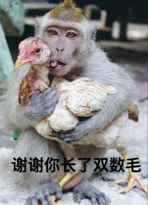 都会需要一些搞笑好玩的表情包,所以今天带了一组小猴子拔鸡毛表情包