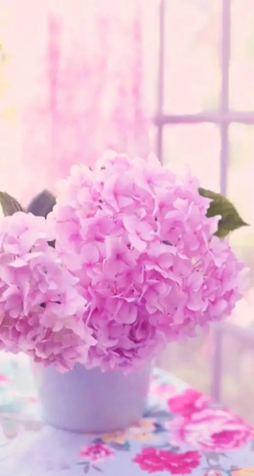 清新 摄影 田园 绿色 自然 淡雅 风景名胜 壁纸 素材 锁屏 屏保 高清