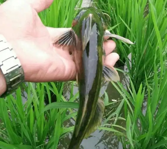 农民为追求诗和远方将自家农田弄成动物园太奇葩