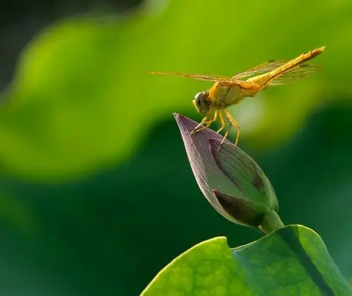 雨钰第39期《书屋22》《出淤泥而不染》