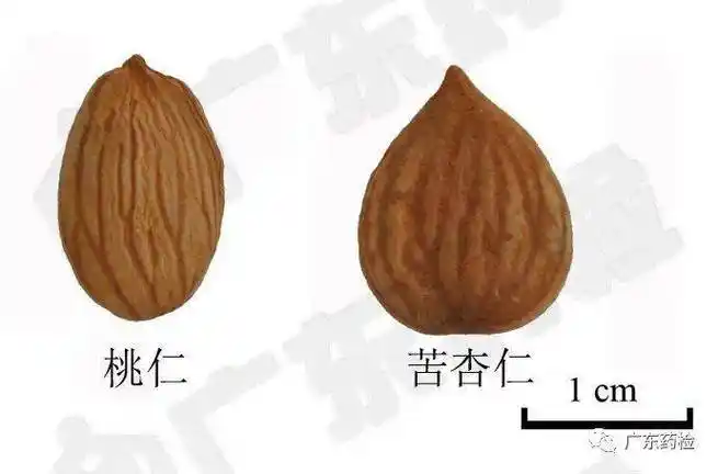 辨别苦杏仁,桃仁,巴旦木看这里!