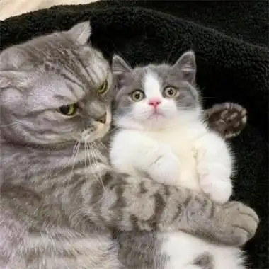 情侣头像小动物一对55组 高清超甜好看的动物cp头像情侣图片_情侣头像