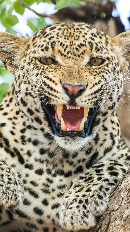 壁纸 猎豹,正面图,咆哮,牙齿 2560x1600 hd 高清壁纸, 图片, 照片