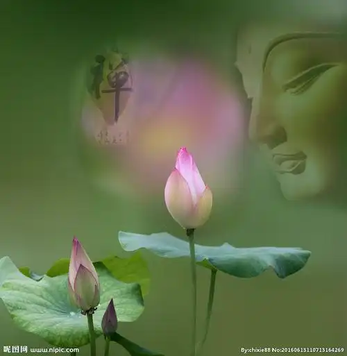 花开见佛图片