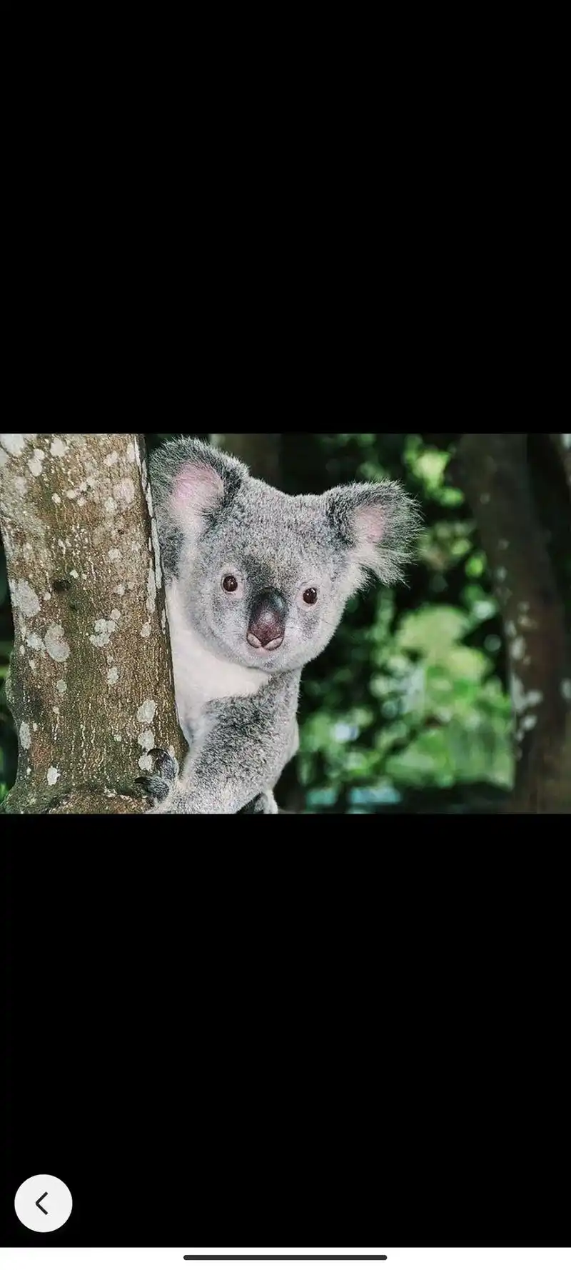 树袋熊(学名:phascolarctos cinereu), - 抖音