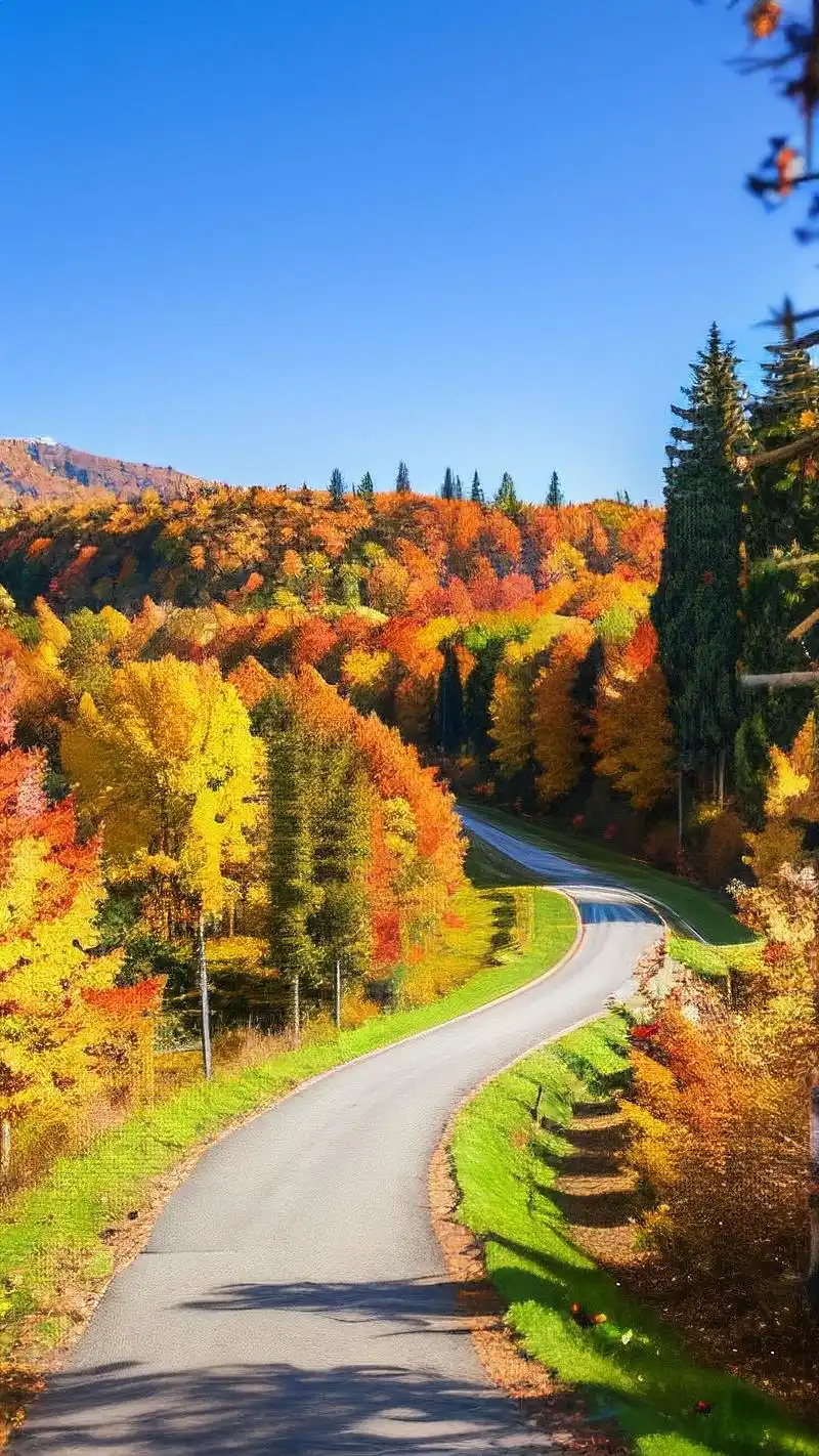 🍁秋天手机壁纸,秋日森林之美📱