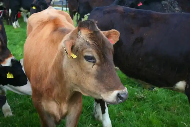 牧场吃草的黄牛3000x2000分辨率下载,牧场吃草的黄牛,图片,壁纸,动物