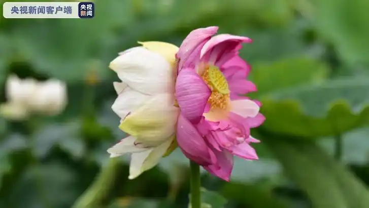 罕见!双色并蒂莲现身云南普者黑 万亩荷花进入最佳观赏期