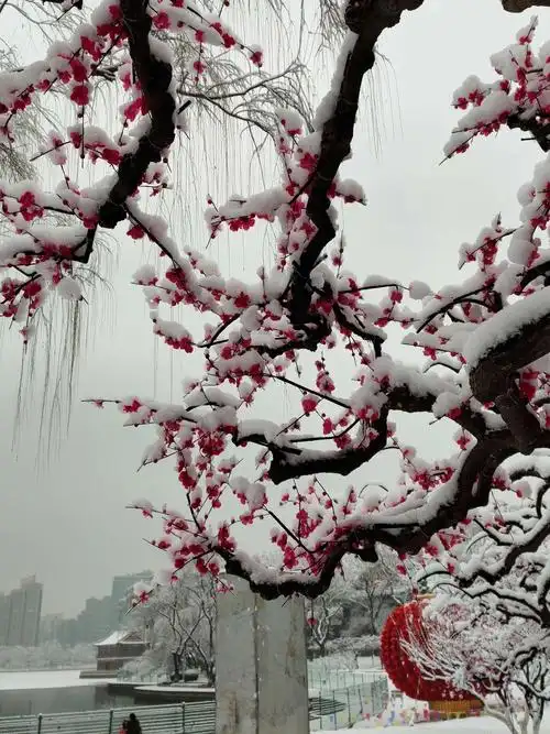 傲雪红梅龙潭湖