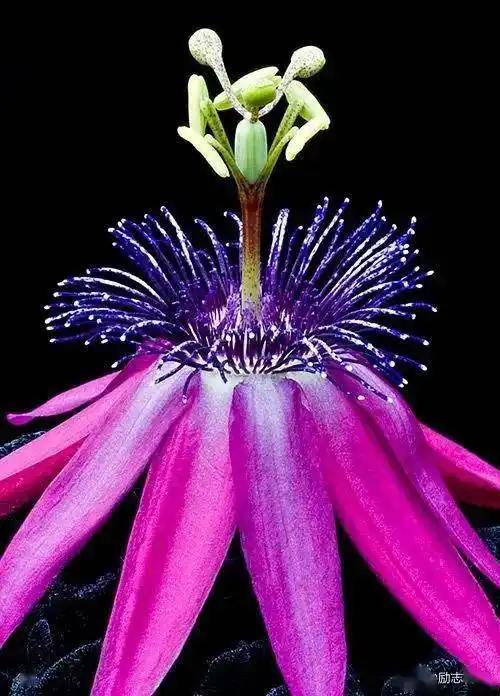 天啊,世界上这些奇花实在是太罕见了,真不愧是百年难得一遇,小编特地