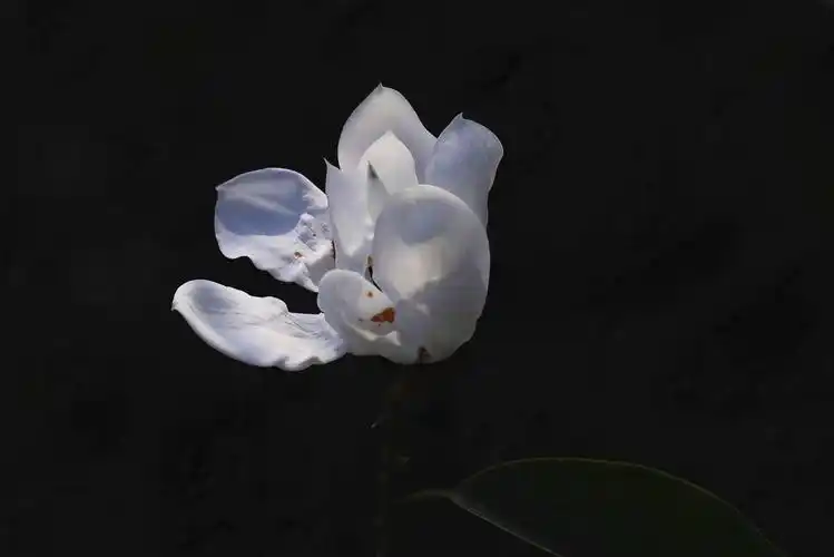 2021年3月5日图说中国成都网友作品选