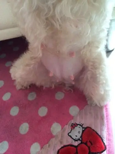 狗狗怀孕的肚子是这样的吗?交配完已经31天!