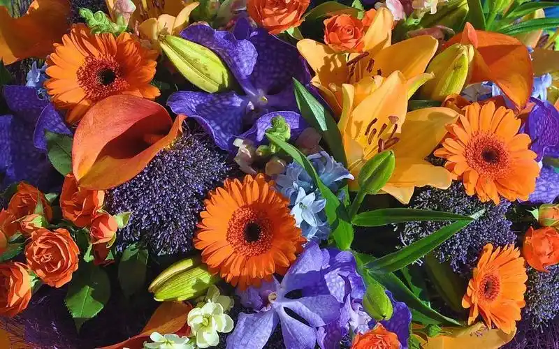 七彩花朵全高清壁纸和背景图像