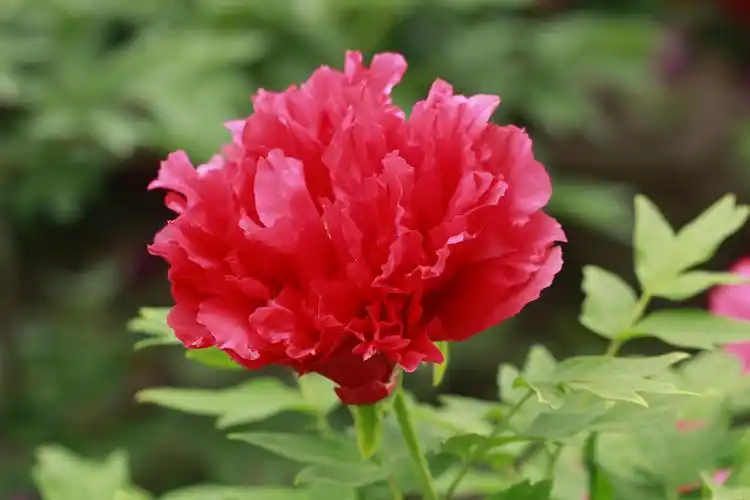 雍容华贵的红牡丹