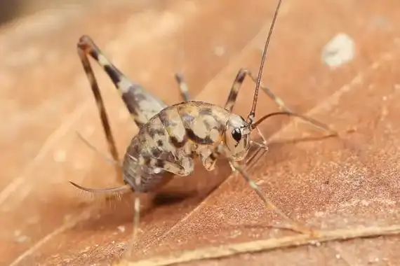 二,灶马蟋为什么会进屋1,灶马蟋喜欢在野外生存,如果家里有灶马蟋的话