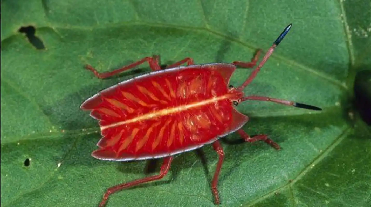 9-1.3厘米,体色和背后图案各有差异,底色一般为赤红色,带有明显的黑色