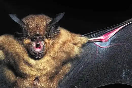 黑客刷时时彩平台:蝙蝠大全-cqsscqiz.3814634.cn