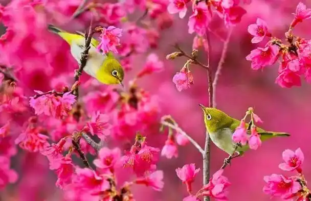 十八首诗词名篇,花鸟虫鱼,动物奇趣,百变春天,百态世情