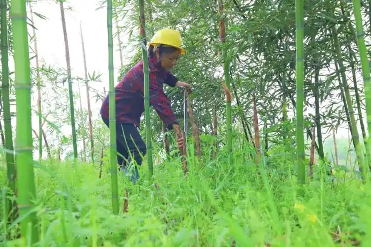 笋种植大户,对新桥村的荒地进行综合开发利用,连片发展400多亩雷竹林