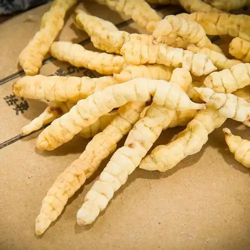 中药材 草石蚕 地蚕 土冬虫草 泽兰根 白虫草花草茶500克包邮