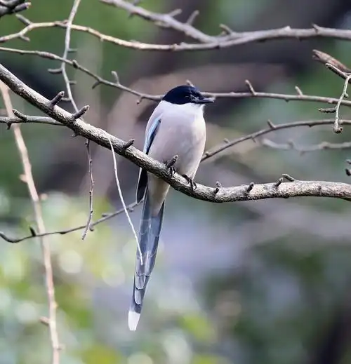 灰喜鹊,常见的鸦科鸟种,黑头,淡蓝色长尾和翅膀,灰色背部和腹部,很