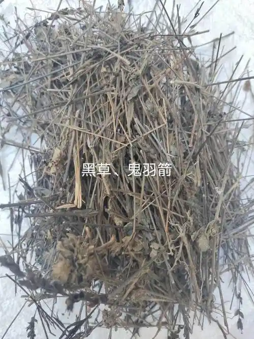 中药材批发香茶菜根