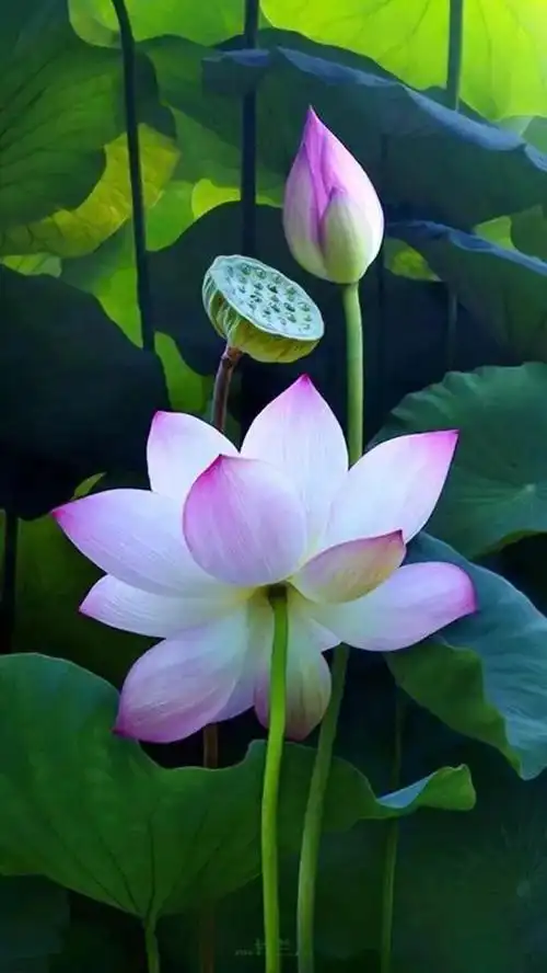 荷花寓意和象征意义吉祥,关于荷花的寓意和象征(荷花寓意着清白,高尚