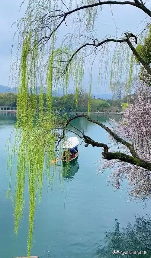 西湖美景三月天 拂堤杨柳醉春烟