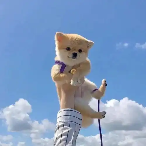 头像拥之则安伴之则暖