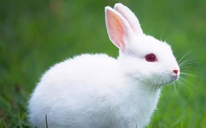 16 抓到一只小兔子