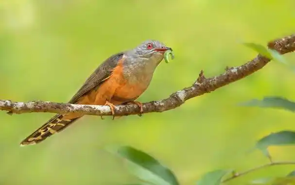 杜鹃鸟的名声可不怎么好?