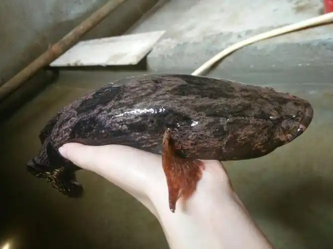 悲催的笋壳鱼:花了40年入侵中国,还没来得及泛滥便要靠人工养殖-质信