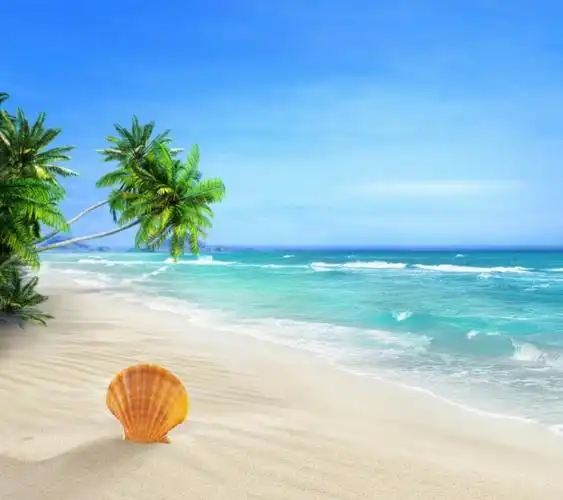 大海,贝壳,沙滩,壁纸