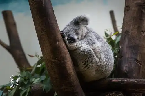 树袋熊,又称考拉