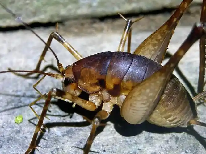 多么帅气肥硕的灶马呀