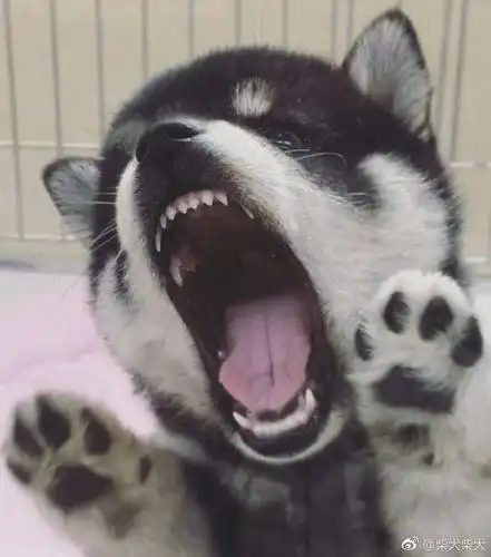 吼~超凶! instagram:ikkyu_chacha