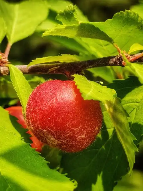 榆叶梅果实 - 涌泉大桦树 - 图虫