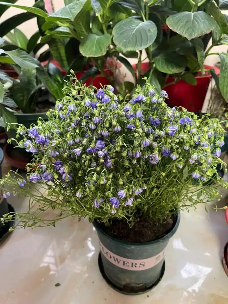 急,求助丹麦风铃蔫了怎么办? 买了4天了,今天下班回家都耷拉了.