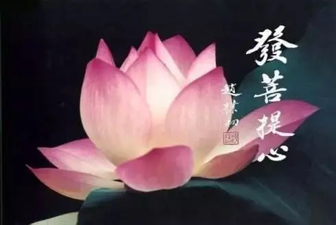 修心莲花图片(修心莲花图片高清)