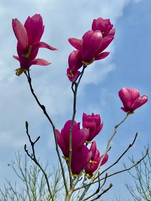 冰清玉洁,漂亮的玉兰.2019年手机随拍玉兰花一一之3.