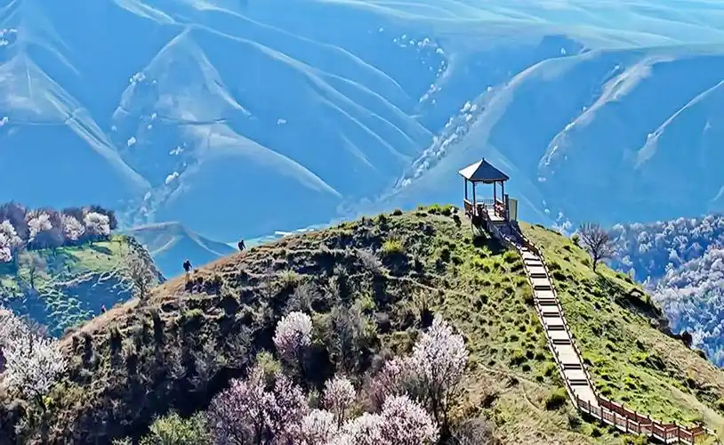 【录恩摄影】醉美新疆-大西沟福寿山花海