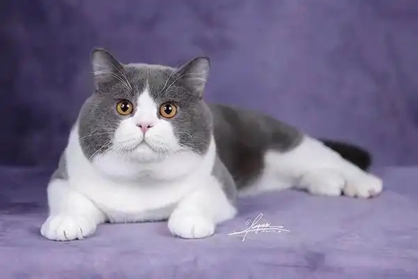 胖萌英短正冲击世界名猫冠军:两岁,蓝白色,已参赛40多场