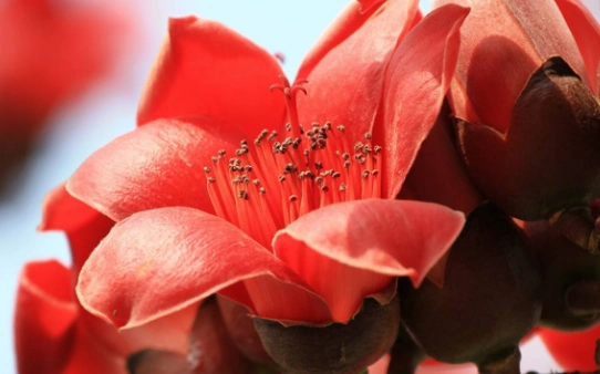 首页 家居生活 百科大全 木棉花开-木棉花开,木棉花,开 优质 编辑