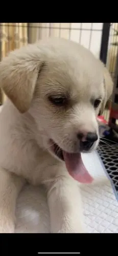 金毛串串有人懂得吗?求告知