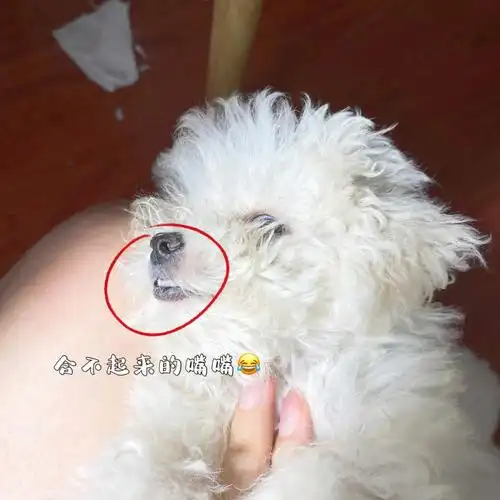 我买了一个地包天的比熊!买狗要避雷!