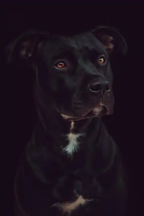 黑色斯塔福斗牛梗