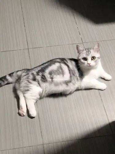 满两个月美短猫找新家长 矮脚血