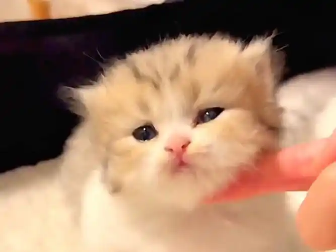 被人艾特看这么可爱的小猫 一定很开心叭