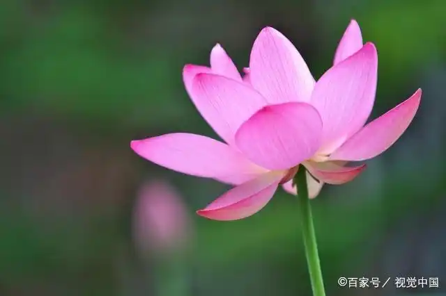 世间有千百种花,佛教为什么单单就选了莲花做象征?